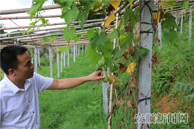 普卡桥村佛手瓜已经挂果，全村种植佛手瓜50亩。.jpg