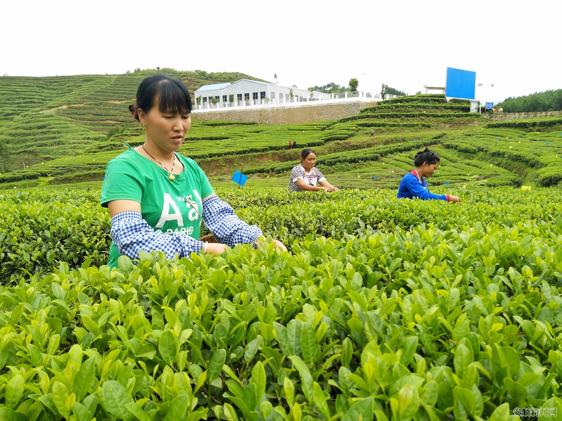 村民采摘秋茶.jpg