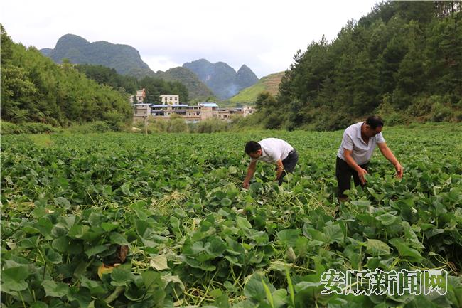 普卡桥村红芯薯长势正盛，今年全村种植50亩。.jpg