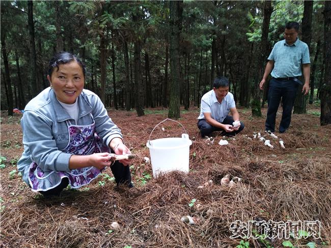 村民采摘林下竹荪2.jpg