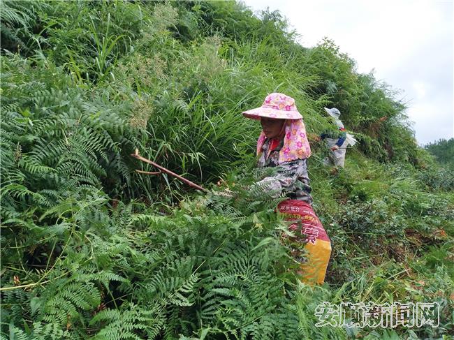 村民在茶园除草.jpg