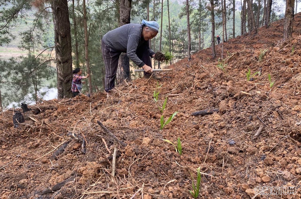 国有白马林场林下中药材种植基地.jpg
