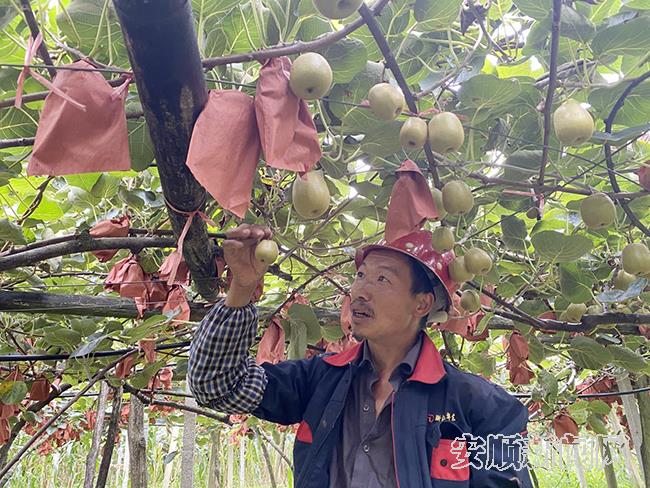 看护人员杨飞在检查果子生长情况.jpg