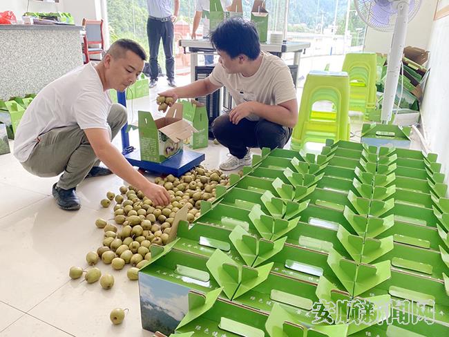 红心猕猴桃挂果在经过包装后，拉往周边市场.jpg