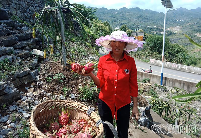 当地果农正在采收火龙果.jpg