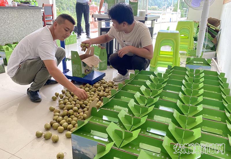红心猕猴桃在经过包装后，拉往周边市场.jpg