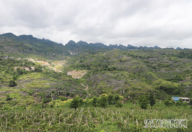 峡谷村火龙果种植点一角2.jpg