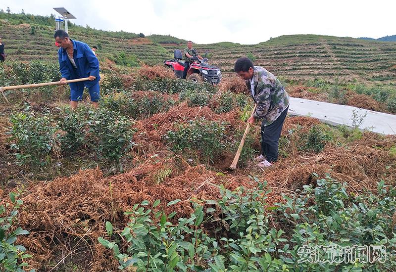 工人在新茶园除草.jpg