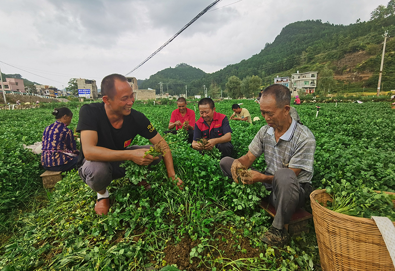 红院村“兵支书”罗松带领党员与村民一起采收香菜.jpg