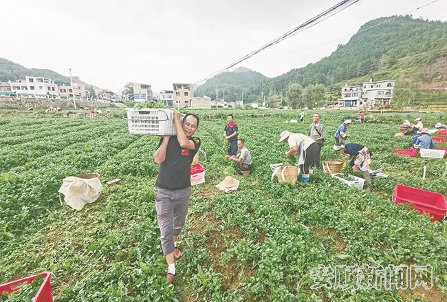 紫云自治县坝羊镇红院村“兵支书”罗松帮助村民采收香菜.jpg