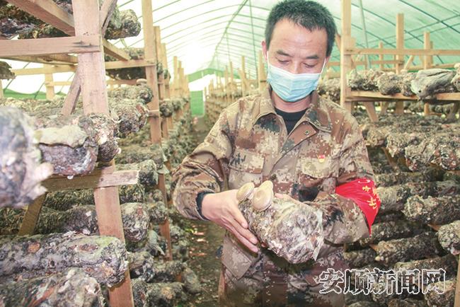 靛山村“兵支书”褚代洋检查食用菌出菇情况.jpg