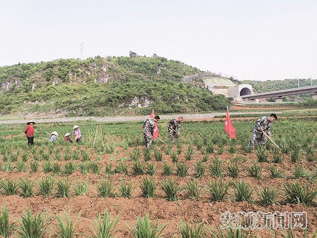 化处镇“兵支书”突击队在化新村韭黄基地示范作业.jpg