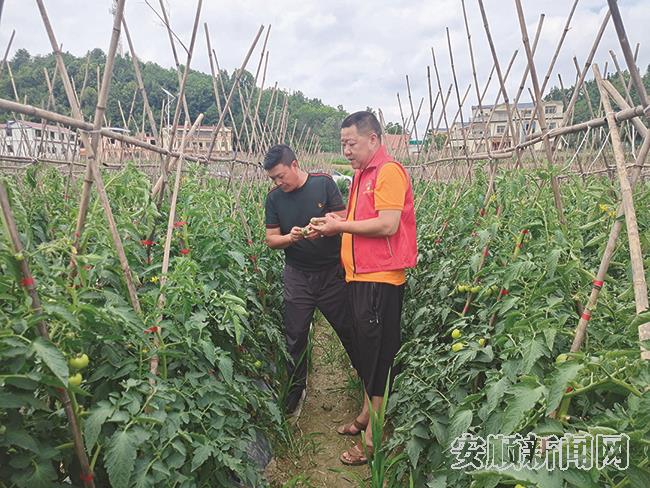 西秀区旧州镇茶岭村“兵支书”林显才和新寨村“兵支书”赵国栋一起查看“旧九产业带”的产业发展情况.jpg