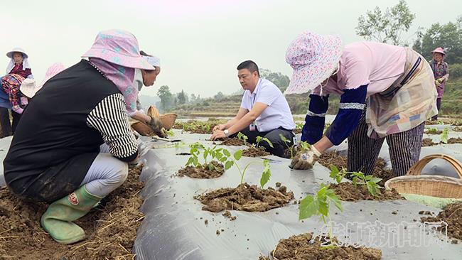 旧州镇茶岭村兵支书林显才帮助村民一起种菜.jpg