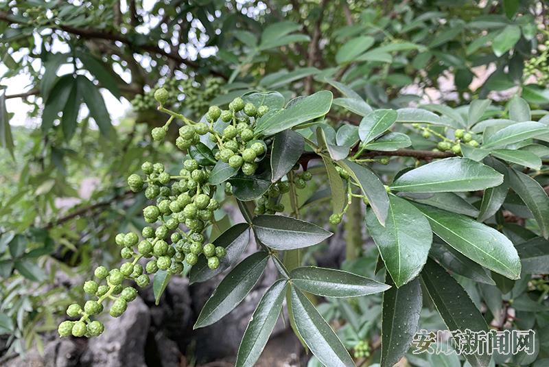 技术改良后的“板贵花椒”花满枝头 高智摄 (4).jpg