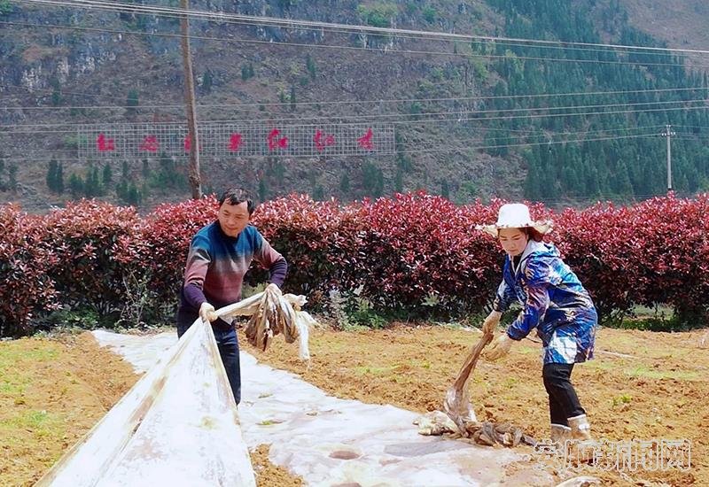 胡光友在铺设种植红芯薯的地膜（左1）.jpg