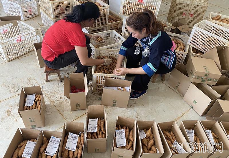 村民在车间里分拣红薯.jpg