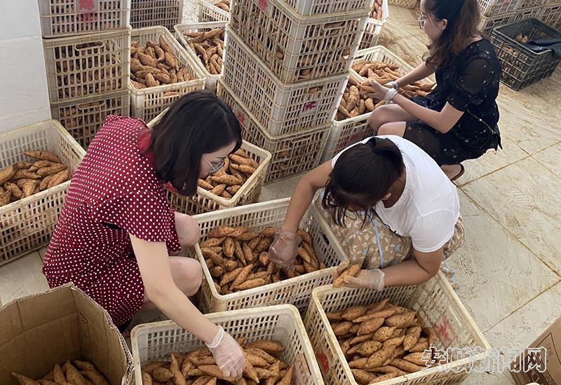 村民在车间里分拣红薯1.jpg
