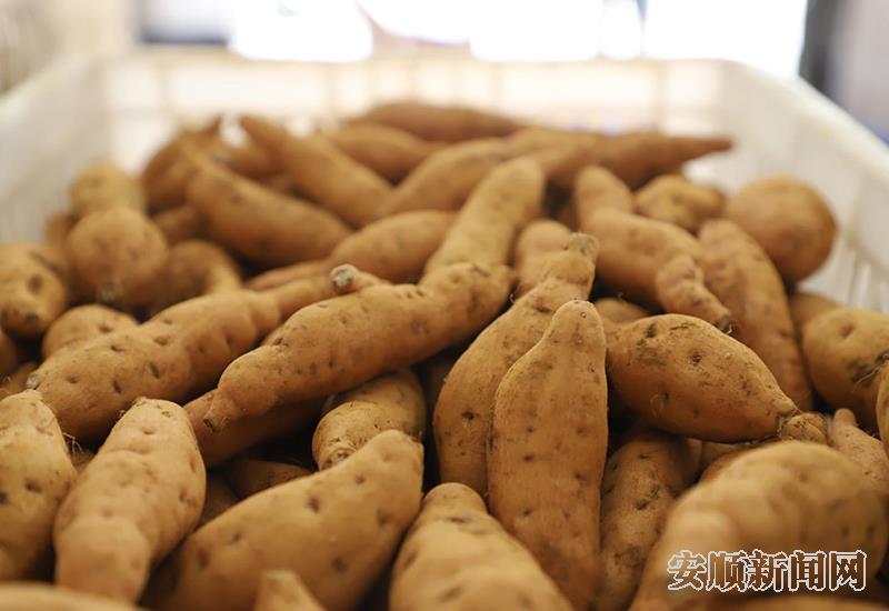 紫云红芯红薯.jpg