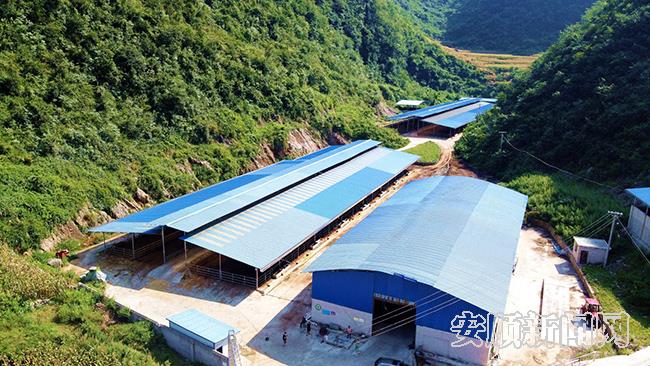 关岭花江镇中寨村现代化新型养牛场.jpg