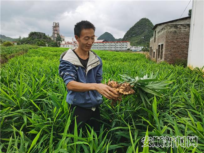 周富文看着就要换成钱的生姜满是笑容.jpg